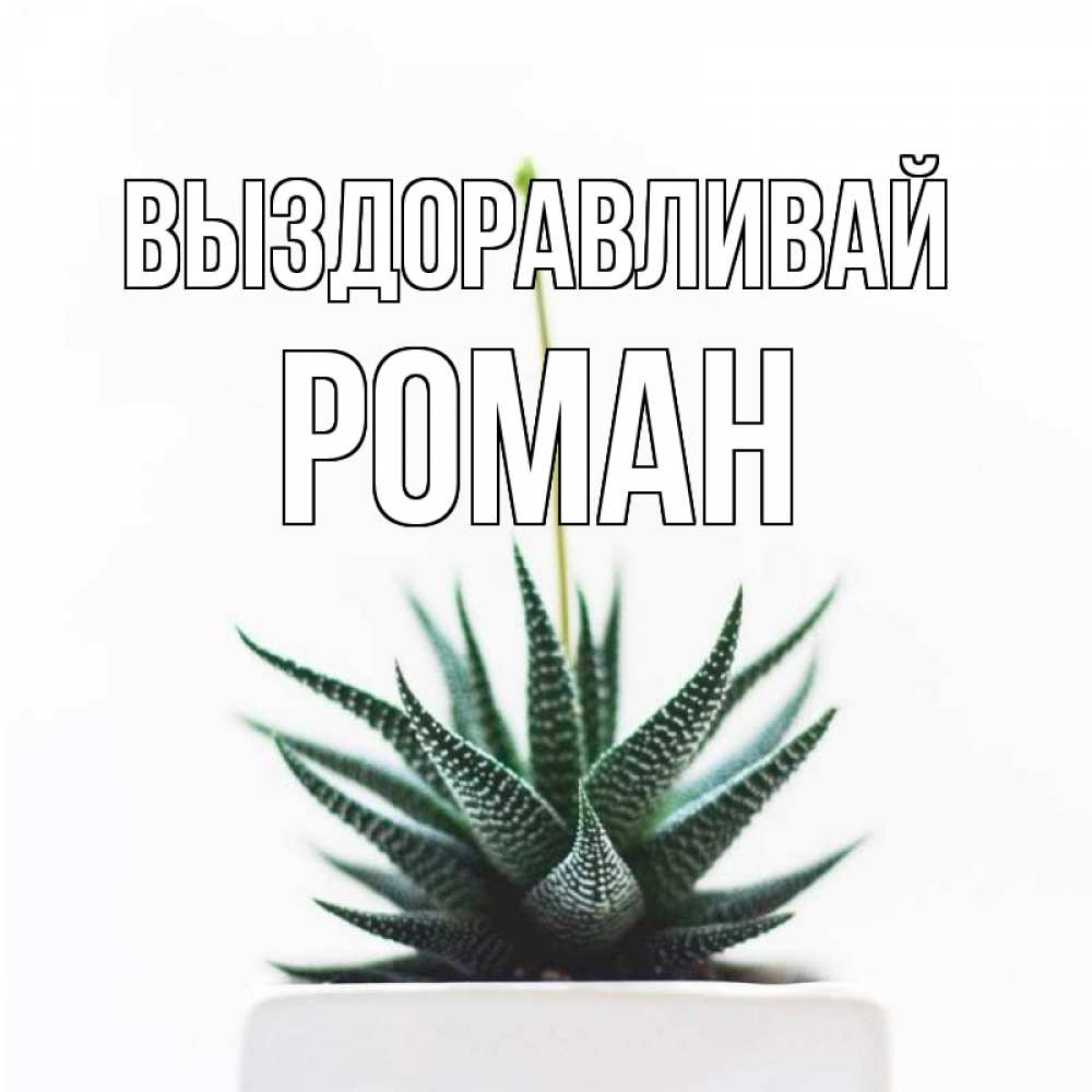 Открытка на каждый день с именем, Роман Выздоравливай короче это непонятная колючка Прикольная открытка с пожеланием онлайн скачать бесплатно 