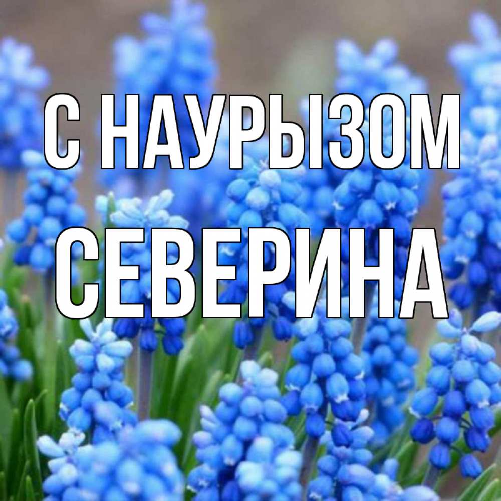 Открытка на каждый день с именем, Северина С наурызом Поздравительная открытка для женщин с цветами на праздничную дату Прикольная открытка с пожеланием онлайн скачать бесплатно 