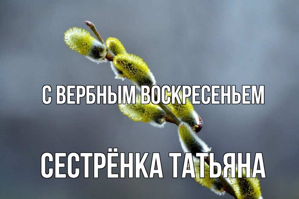 Открытка на каждый день с именем, Сестрёнка-Татьяна С вербным воскресеньем верба Прикольная открытка с пожеланием онлайн скачать бесплатно 