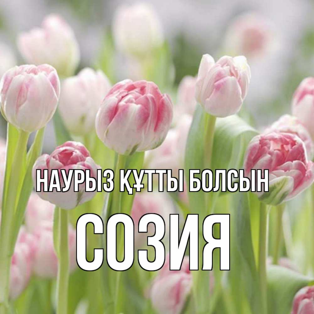Открытка на каждый день с именем, Созия Наурыз құтты болсын цветы Прикольная открытка с пожеланием онлайн скачать бесплатно 