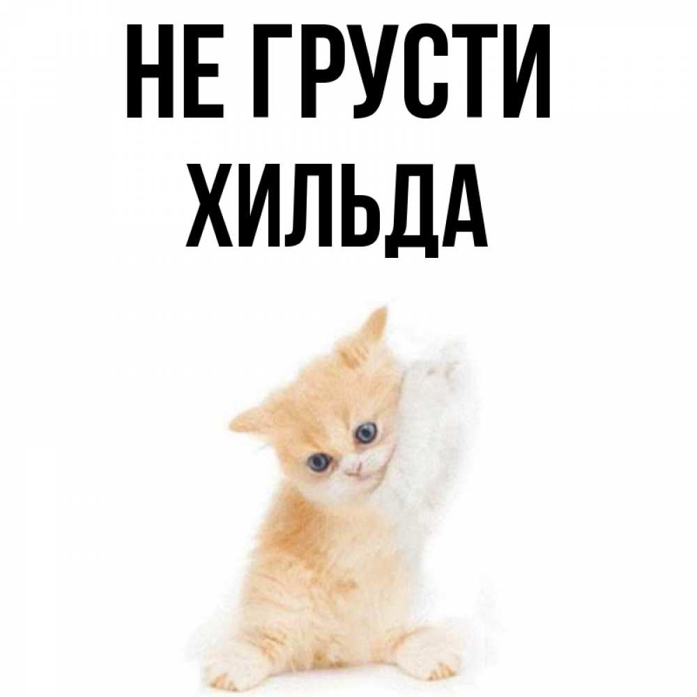 Открытка на каждый день с именем, Хильда Не грусти просящий кот Прикольная открытка с пожеланием онлайн скачать бесплатно 