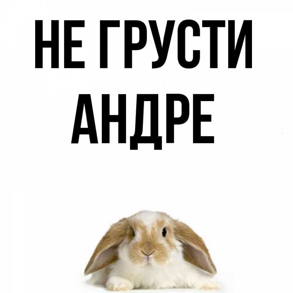 Открытка на каждый день с именем, Андре Не грусти коричнево белый заяц с большими ушками Прикольная открытка с пожеланием онлайн скачать бесплатно 