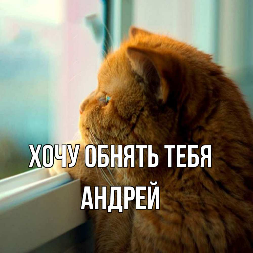 Открытка на каждый день с именем, Андрей Хочу обнять тебя большой огромный рыжий котяра Прикольная открытка с пожеланием онлайн скачать бесплатно 