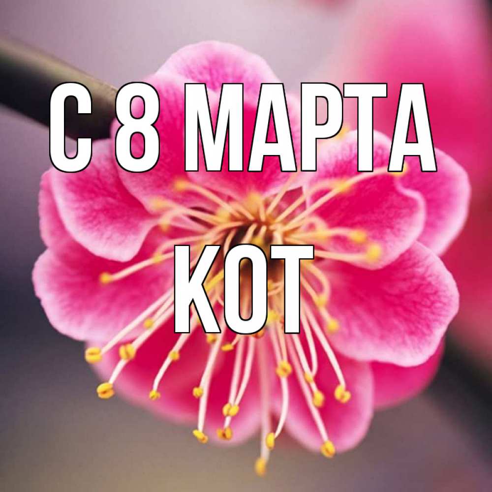 Открытка на каждый день с именем, Кот С 8 марта цветы Прикольная открытка с пожеланием онлайн скачать бесплатно 