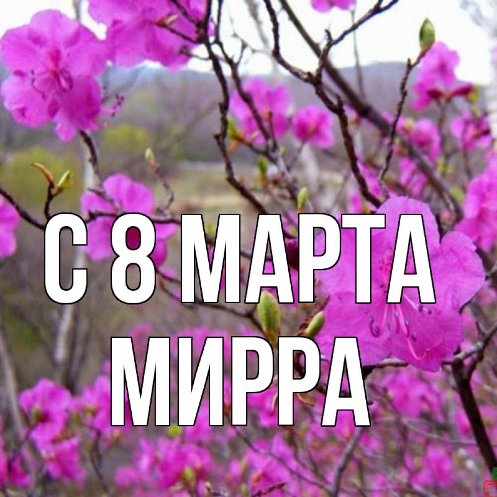 Открытка на каждый день с именем, Мирра С 8 МАРТА международный женский день Прикольная открытка с пожеланием онлайн скачать бесплатно 
