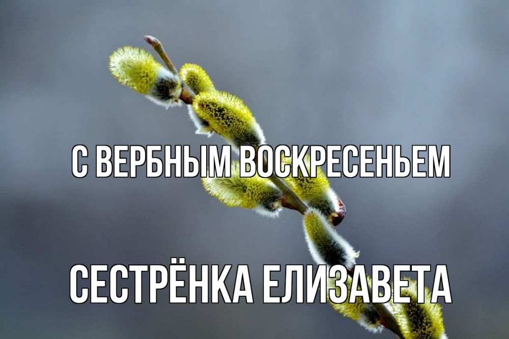 Открытка на каждый день с именем, Сестрёнка-Елизавета С вербным воскресеньем верба Прикольная открытка с пожеланием онлайн скачать бесплатно 