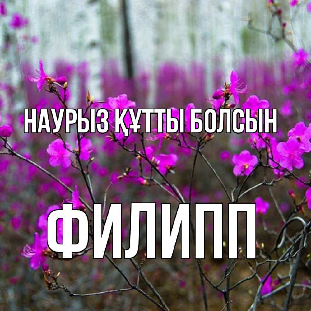 Открытка на каждый день с именем, Филипп Наурыз құтты болсын дикие цветы Прикольная открытка с пожеланием онлайн скачать бесплатно 