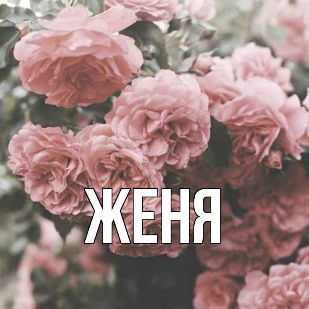 Открытка на каждый день с именем, Женя Главная розы 3 Прикольная открытка с пожеланием онлайн скачать бесплатно 