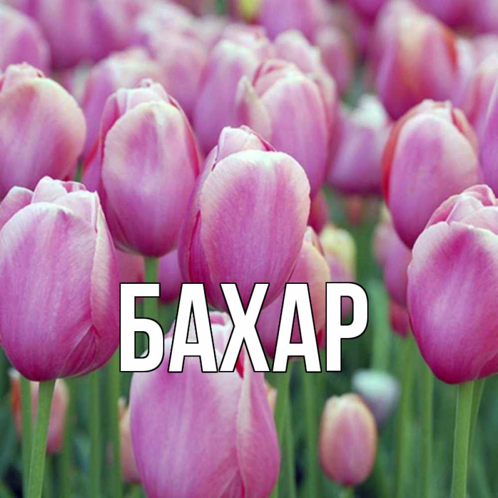 Открытка на каждый день с именем, Бахар Главная на международный женский день 3 Прикольная открытка с пожеланием онлайн скачать бесплатно 