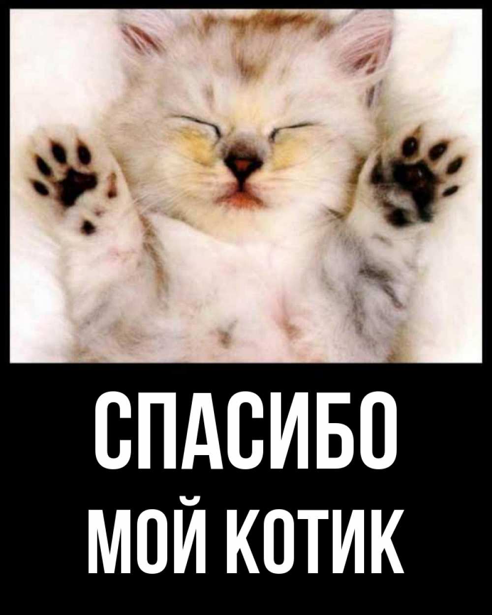 Открытка спасибо с котиком