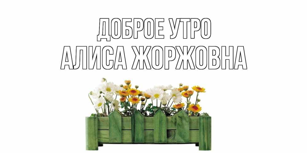 Открытка на каждый день с именем, Алиса-Жоржовна Доброе утро цветы Прикольная открытка с пожеланием онлайн скачать бесплатно 