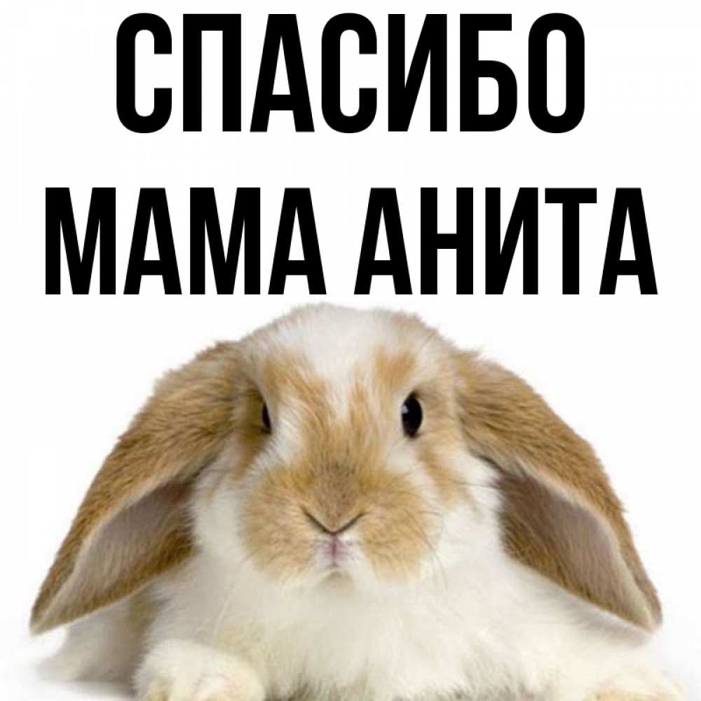 Открытка на каждый день с именем, Мама-Анита Спасибо коричнево белый заяц Прикольная открытка с пожеланием онлайн скачать бесплатно 