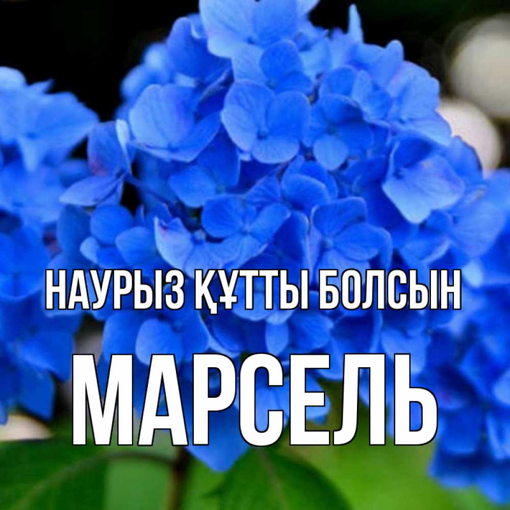 Открытка на каждый день с именем, Марсель Наурыз құтты болсын синие цветы Прикольная открытка с пожеланием онлайн скачать бесплатно 