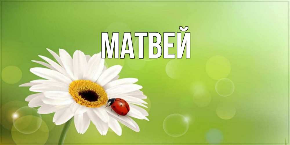 Открытка на каждый день с именем, Матвей Главная зеленый фон и ромашка Прикольная открытка с пожеланием онлайн скачать бесплатно 