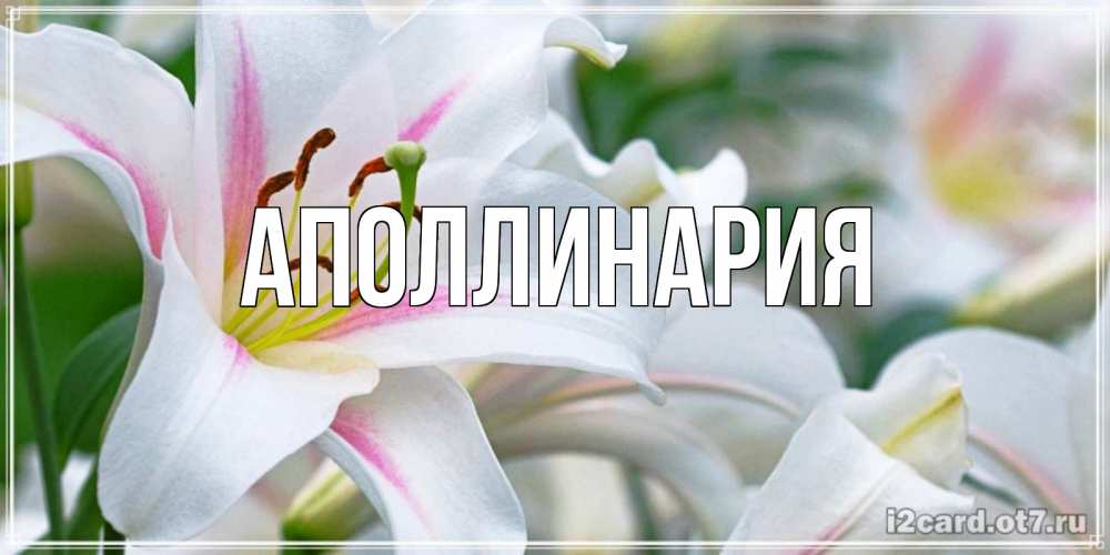 Открытка на каждый день с именем, Аполлинария Главная открытка с белой лилией Прикольная открытка с пожеланием онлайн скачать бесплатно 