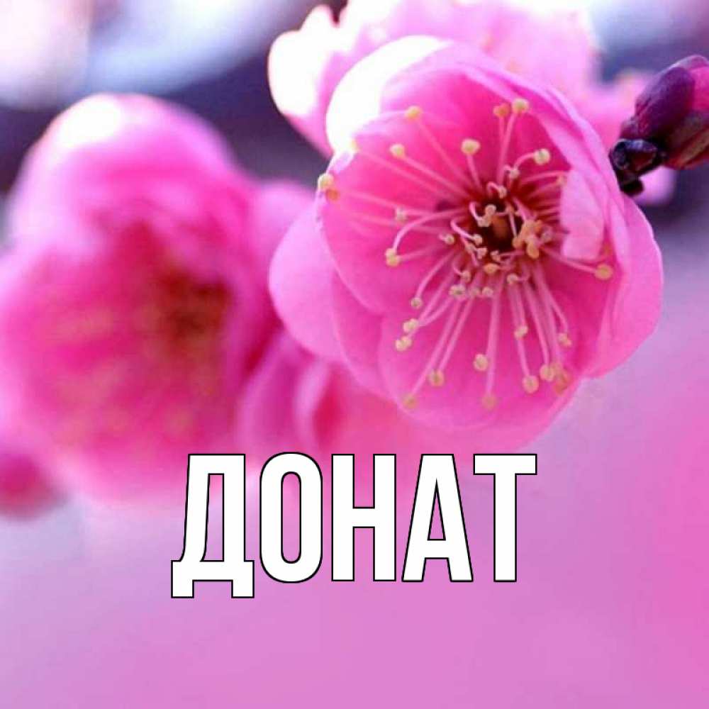 Открытка на каждый день с именем, Донат Главная международный женский день Прикольная открытка с пожеланием онлайн скачать бесплатно 