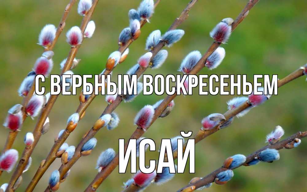 Открытка на каждый день с именем, Исай С вербным воскресеньем верба Прикольная открытка с пожеланием онлайн скачать бесплатно 