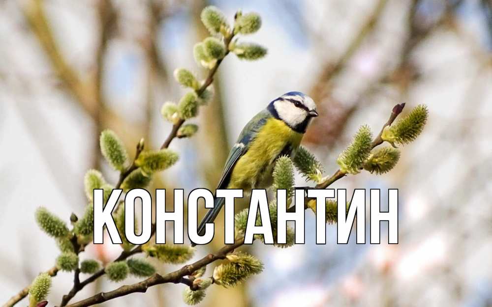 Открытка на каждый день с именем, Константин Главная верба Прикольная открытка с пожеланием онлайн скачать бесплатно 