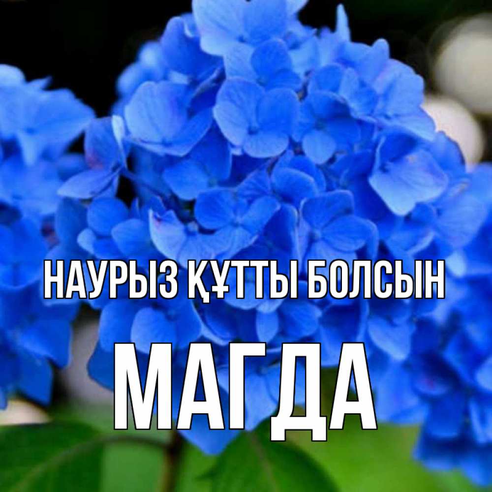 Открытка на каждый день с именем, Магда Наурыз құтты болсын синие цветы Прикольная открытка с пожеланием онлайн скачать бесплатно 