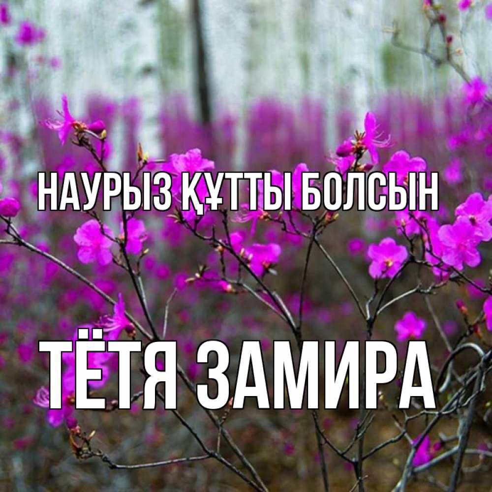 Открытка на каждый день с именем, Тётя-Замира Наурыз құтты болсын дикие цветы Прикольная открытка с пожеланием онлайн скачать бесплатно 