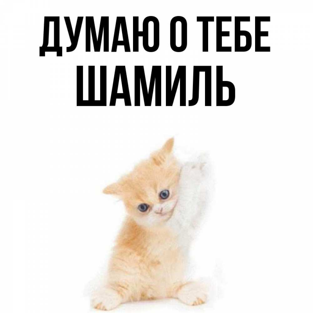 Открытка на каждый день с именем, Шамиль Думаю о тебе зверушки и милота Прикольная открытка с пожеланием онлайн скачать бесплатно 