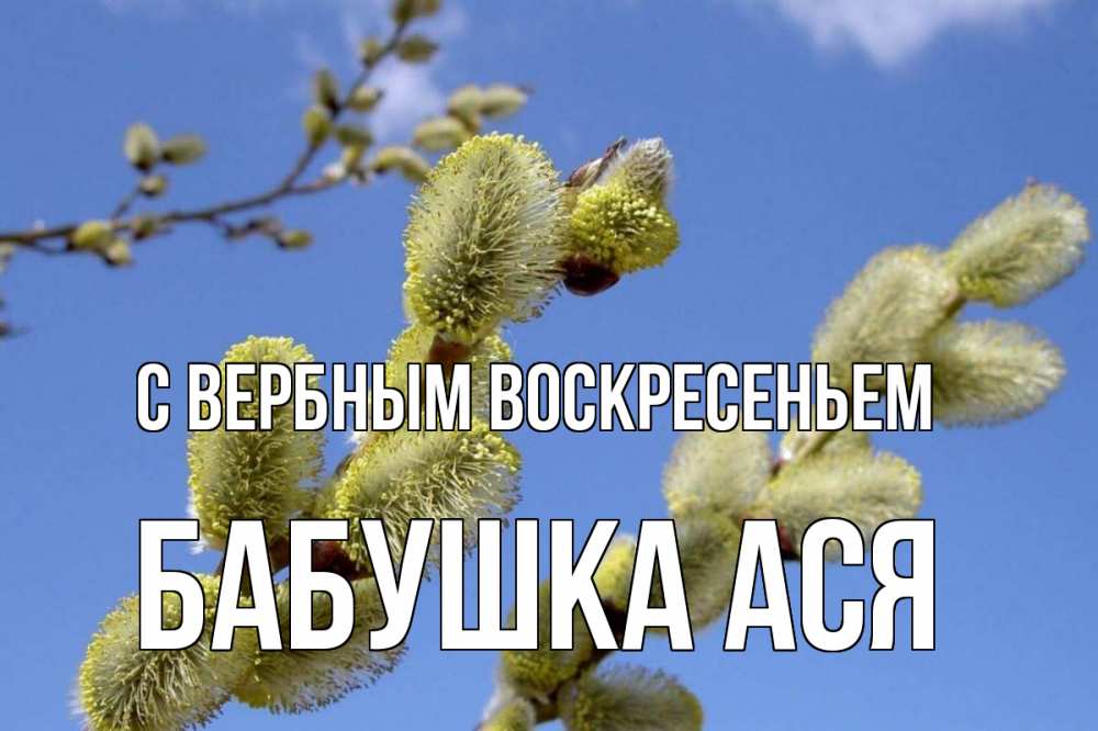 Открытка на каждый день с именем, Бабушка-Ася С вербным воскресеньем верба Прикольная открытка с пожеланием онлайн скачать бесплатно 