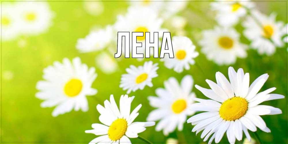 Открытка на каждый день с именем, Лена Главная открытка с ромашками на зеленом фоне Прикольная открытка с пожеланием онлайн скачать бесплатно 
