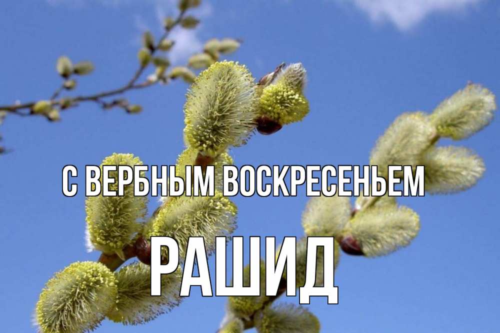Открытка на каждый день с именем, Рашид С вербным воскресеньем верба Прикольная открытка с пожеланием онлайн скачать бесплатно 