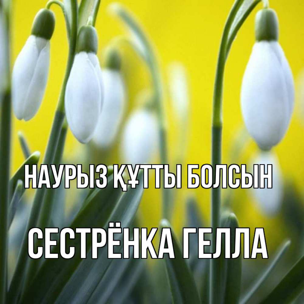 Открытка на каждый день с именем, Сестрёнка-Гелла Наурыз құтты болсын весенние цветы Прикольная открытка с пожеланием онлайн скачать бесплатно 