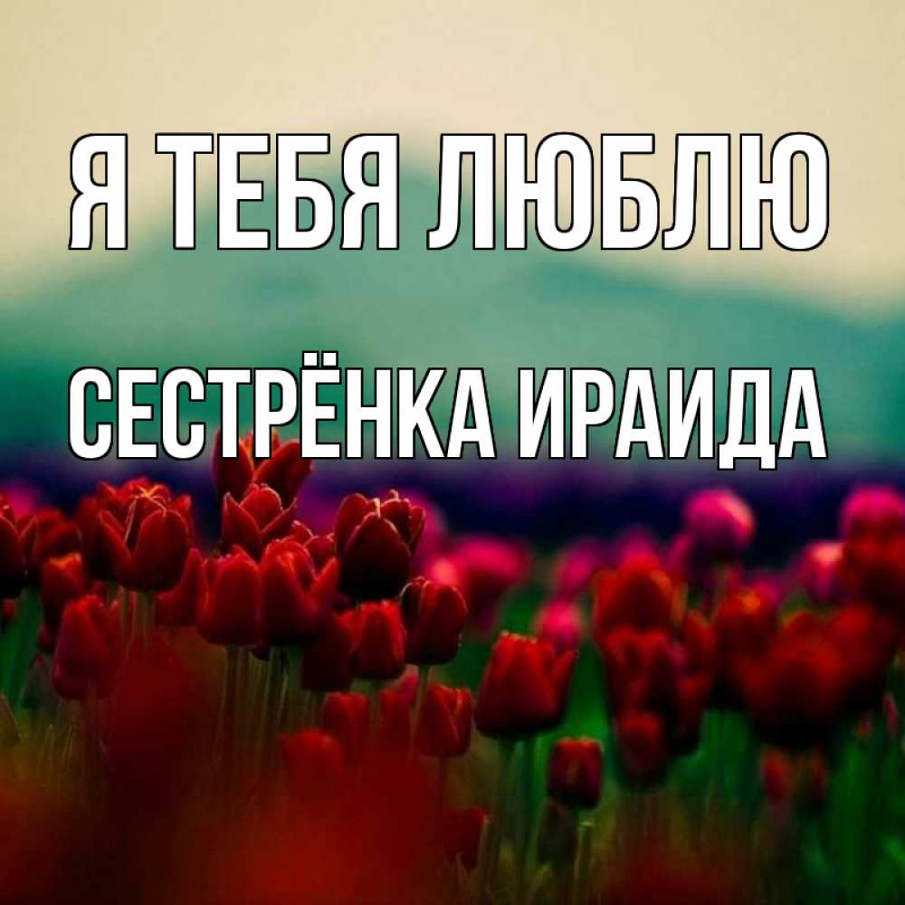 Открытка на каждый день с именем, Сестрёнка-Ираида Я тебя люблю тюльпаны 4 Прикольная открытка с пожеланием онлайн скачать бесплатно 