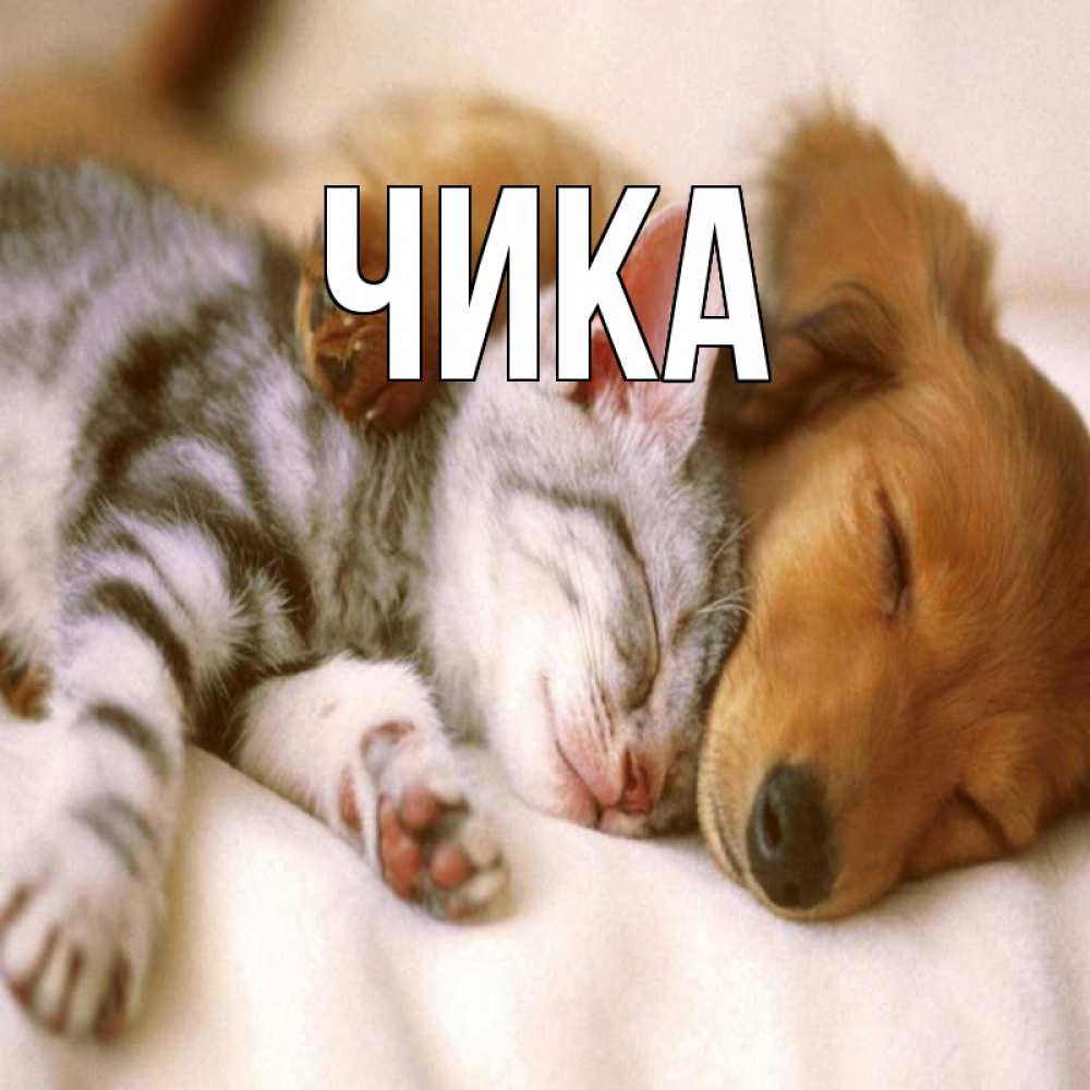 Открытка на каждый день с именем, Чика Главная пес и котенок Прикольная открытка с пожеланием онлайн скачать бесплатно 