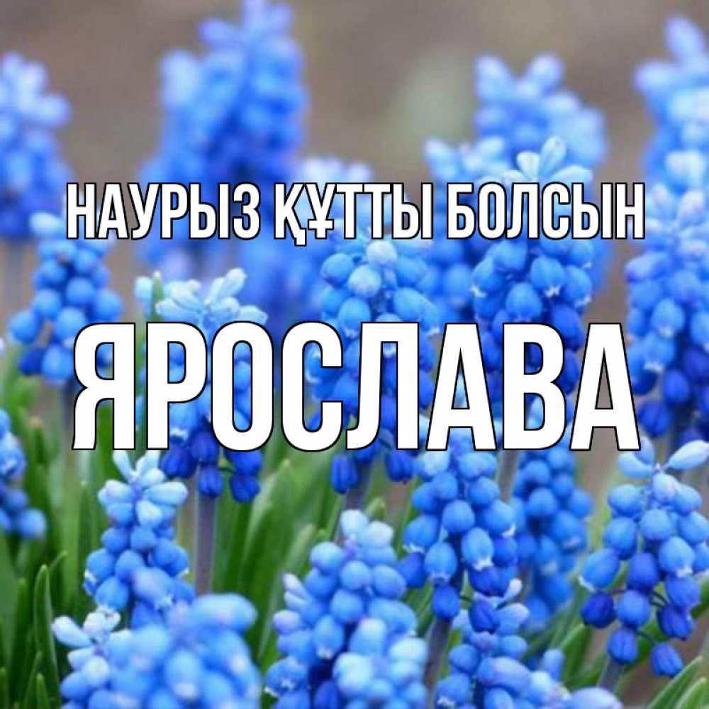 Открытка на каждый день с именем, Ярослава Наурыз құтты болсын Поздравительная открытка для женщин с цветами на праздничную дату Прикольная открытка с пожеланием онлайн скачать бесплатно 