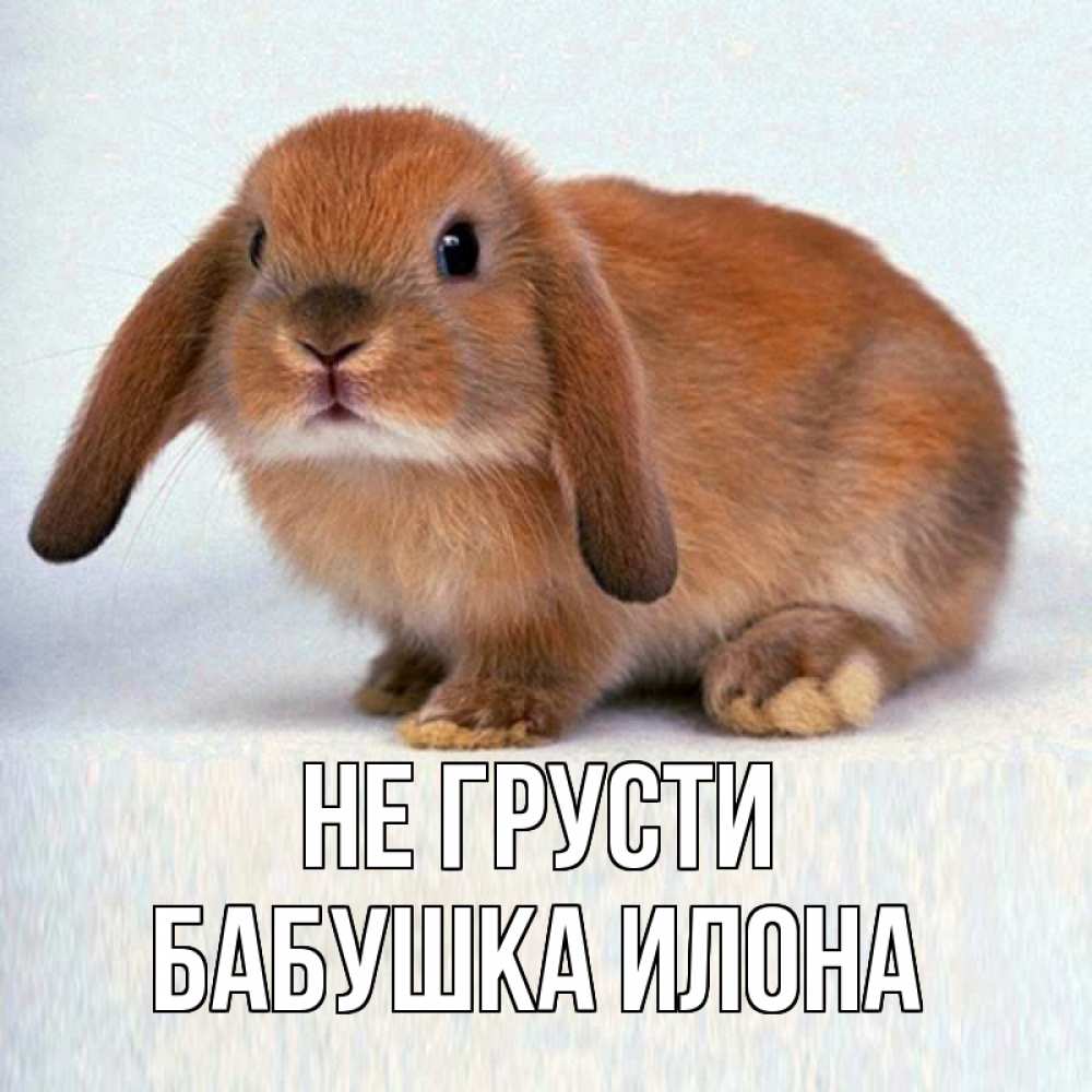 Открытка на каждый день с именем, Бабушка-Илона Не грусти рыжий зая Прикольная открытка с пожеланием онлайн скачать бесплатно 