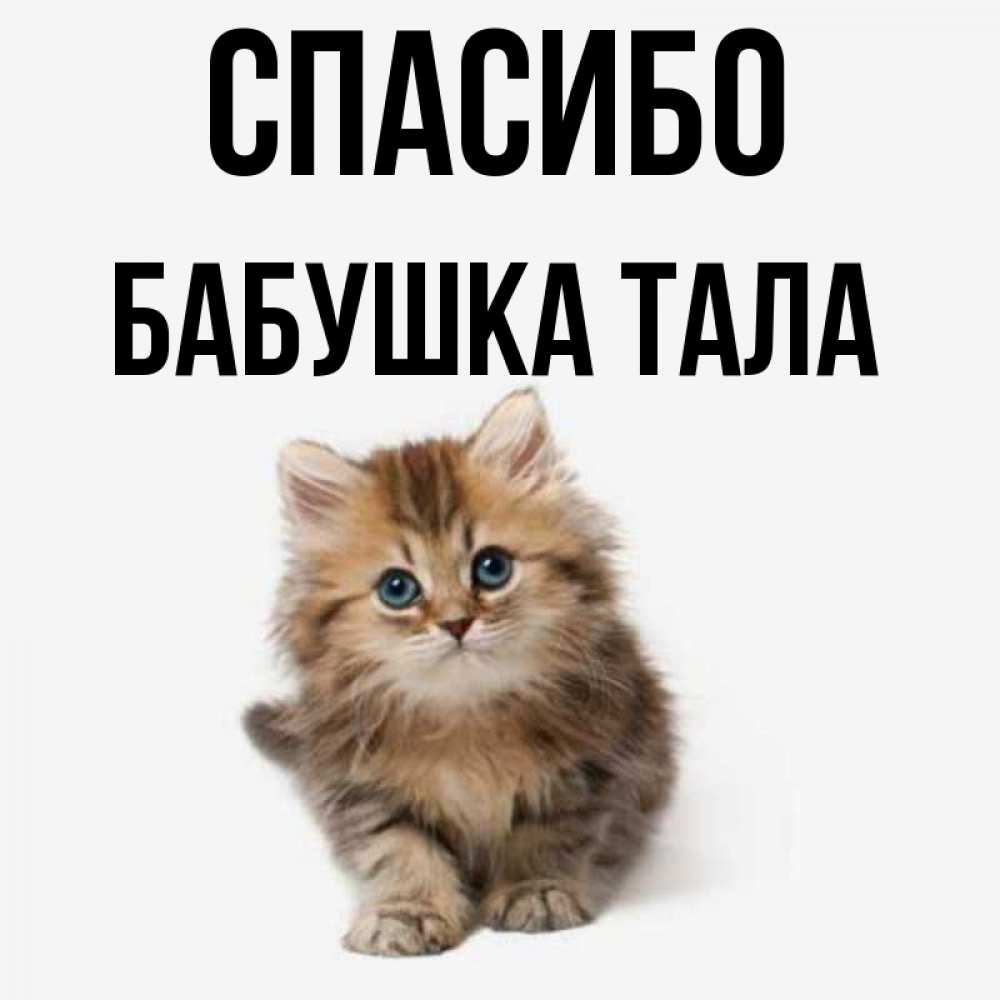 Открытка на каждый день с именем, Бабушка-Тала Спасибо пушистый котик Прикольная открытка с пожеланием онлайн скачать бесплатно 