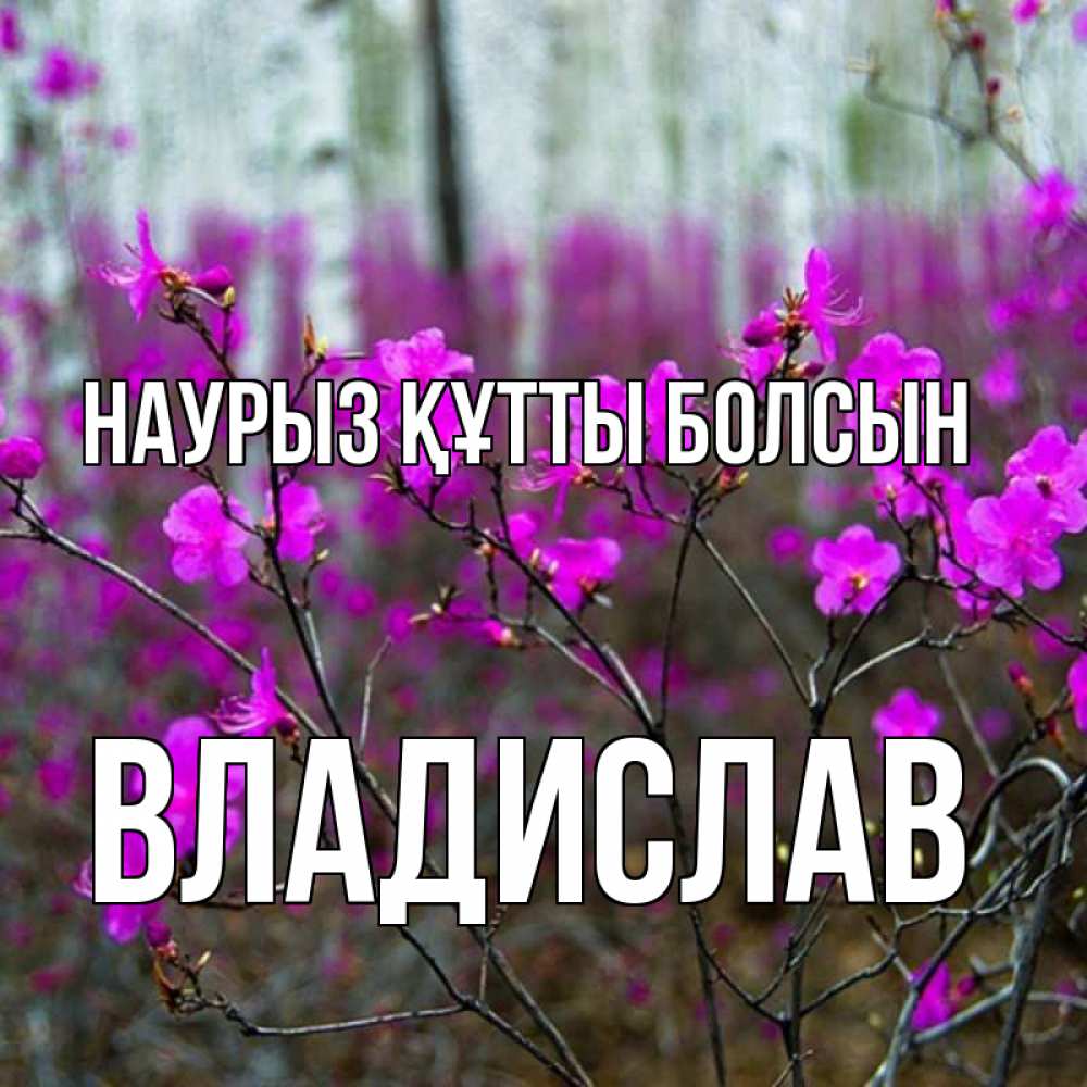 Открытка на каждый день с именем, Владислав Наурыз құтты болсын дикие цветы Прикольная открытка с пожеланием онлайн скачать бесплатно 