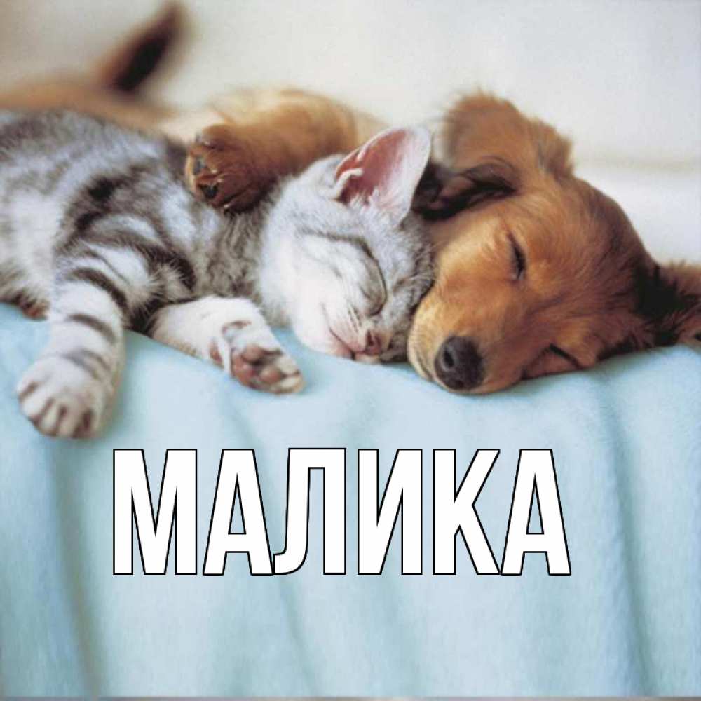 Открытка на каждый день с именем, Малика Главная с животными Прикольная открытка с пожеланием онлайн скачать бесплатно 