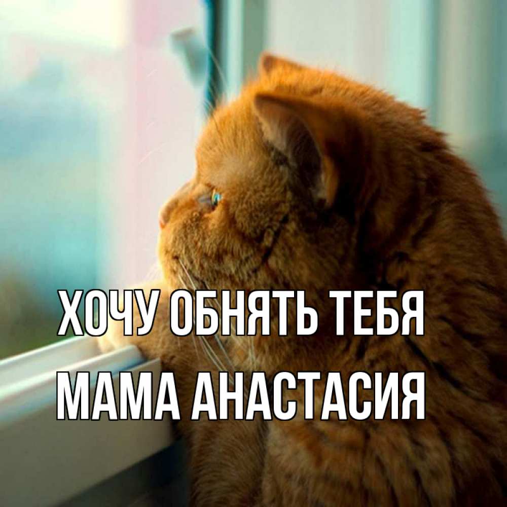 Открытка на каждый день с именем, Мама-Анастасия Хочу обнять тебя большой огромный рыжий котяра Прикольная открытка с пожеланием онлайн скачать бесплатно 