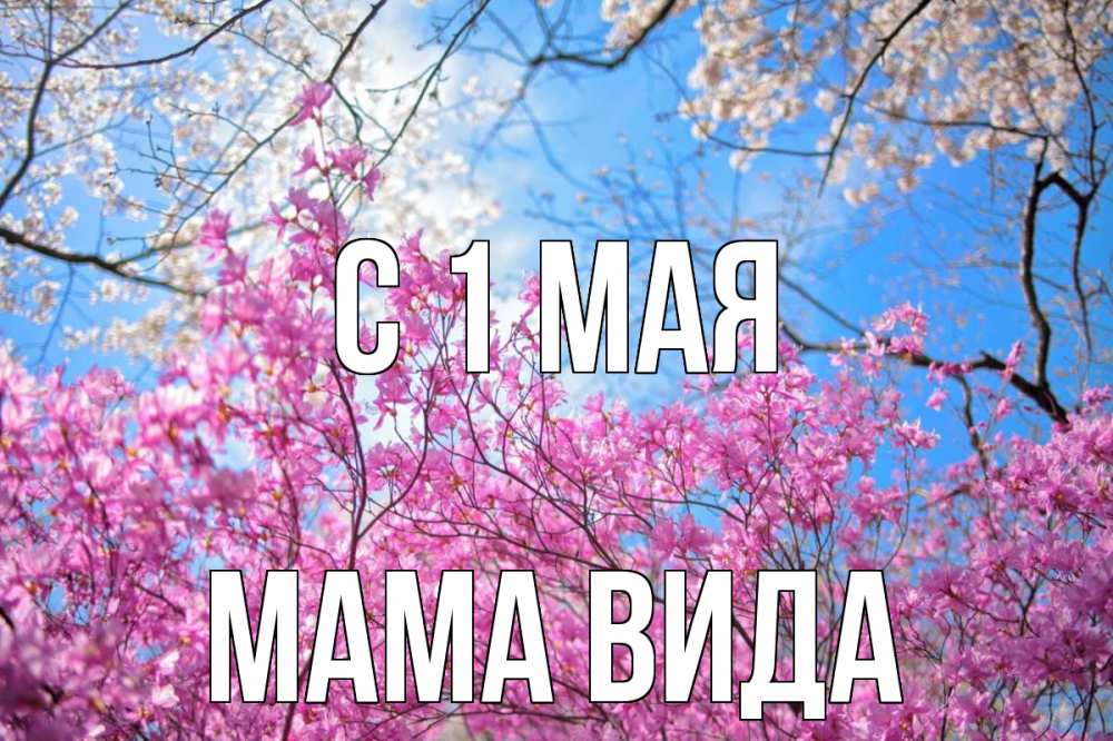Открытка на каждый день с именем, Мама-Вида С 1 мая С 1 мая Прикольная открытка с пожеланием онлайн скачать бесплатно 