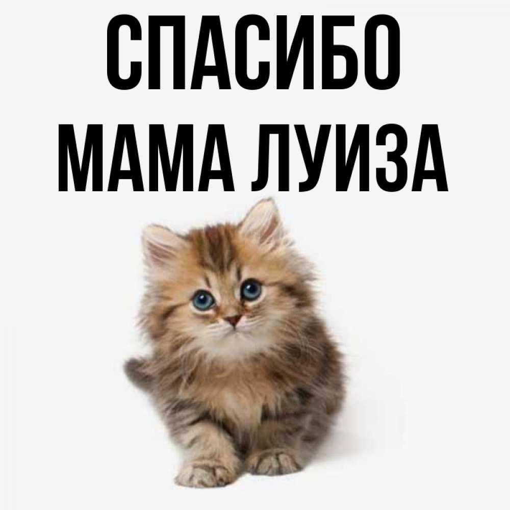 Открытка на каждый день с именем, Мама-Луиза Спасибо пушистый котик Прикольная открытка с пожеланием онлайн скачать бесплатно 