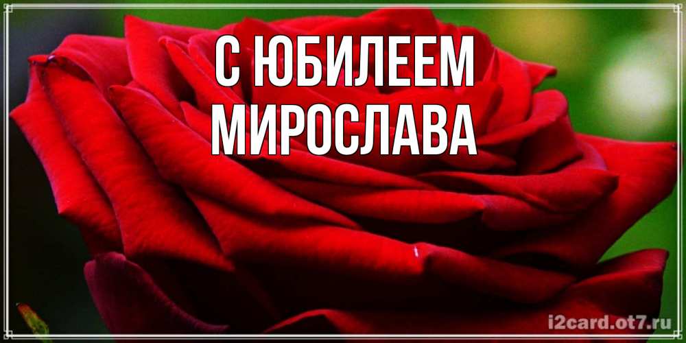 Открытка на каждый день с именем, Мирослава С юбилеем розочка очень красивая Прикольная открытка с пожеланием онлайн скачать бесплатно 