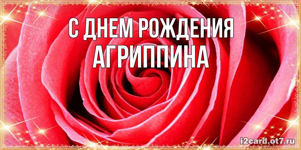 Открытка на каждый день с именем, Агриппина С днем рождения розовая роза очень крупный бутон Прикольная открытка с пожеланием онлайн скачать бесплатно 
