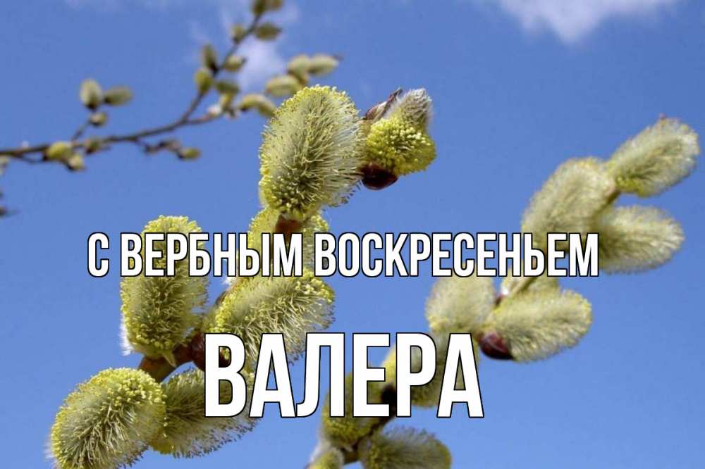 Открытка на каждый день с именем, Валера С вербным воскресеньем верба Прикольная открытка с пожеланием онлайн скачать бесплатно 