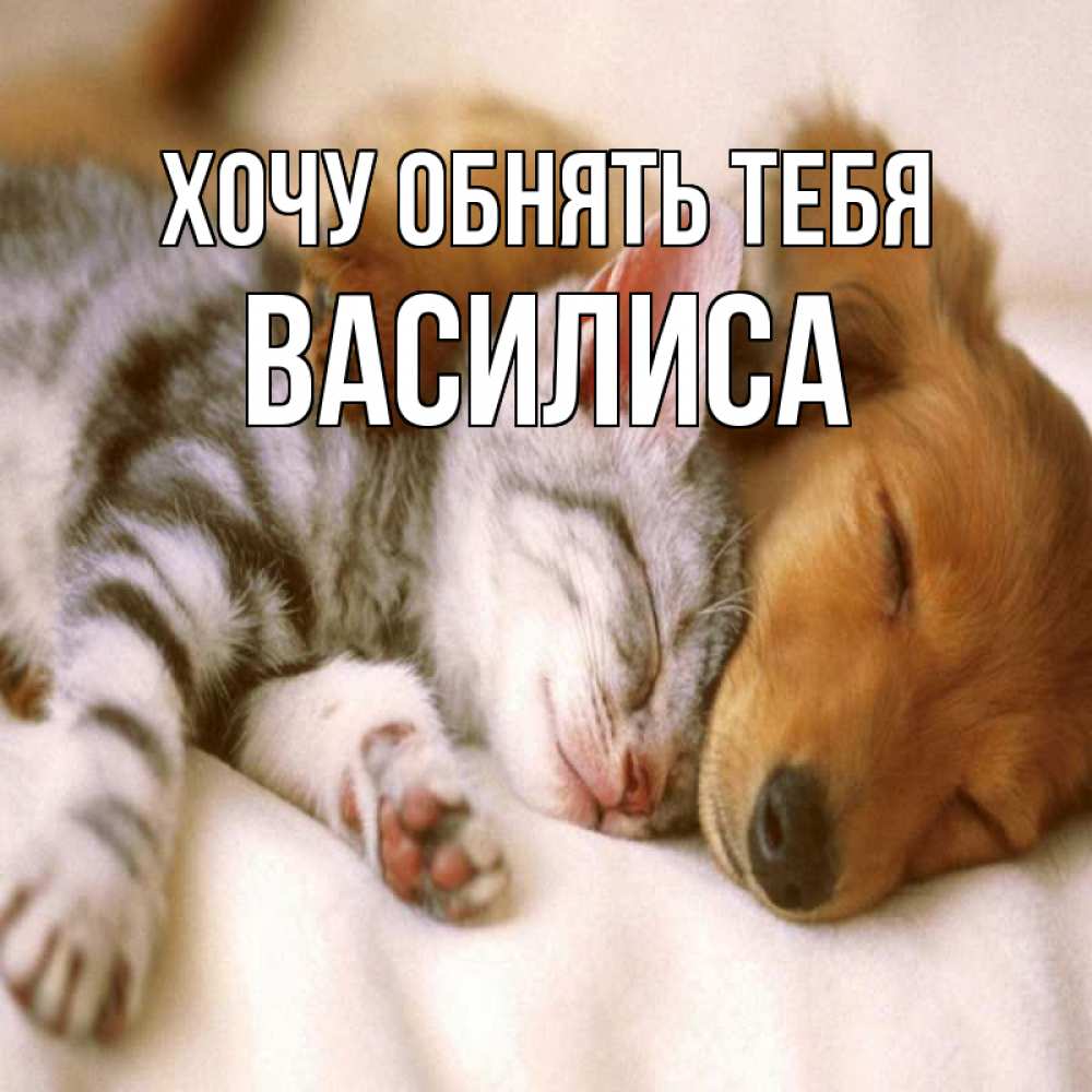 Открытка на каждый день с именем, Василиса Хочу обнять тебя пес и котенок Прикольная открытка с пожеланием онлайн скачать бесплатно 