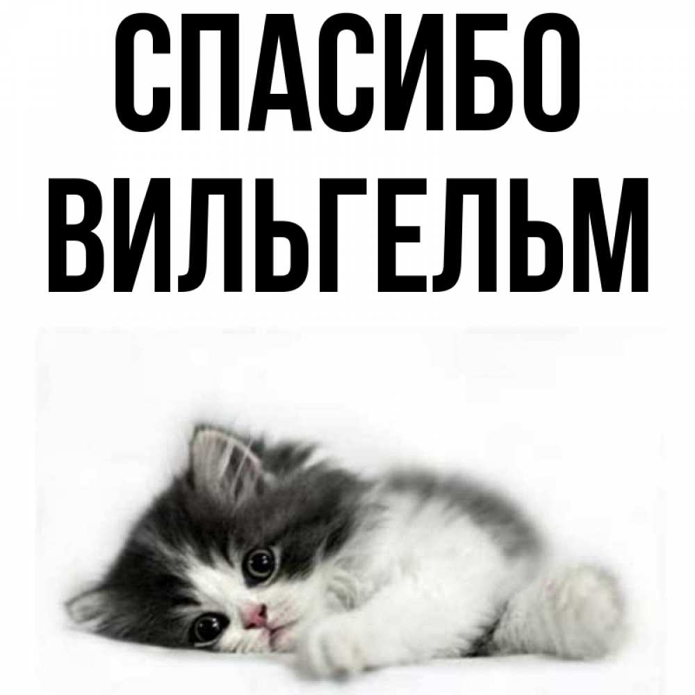 Открытка на каждый день с именем, Вильгельм Спасибо черный и белый кот Прикольная открытка с пожеланием онлайн скачать бесплатно 