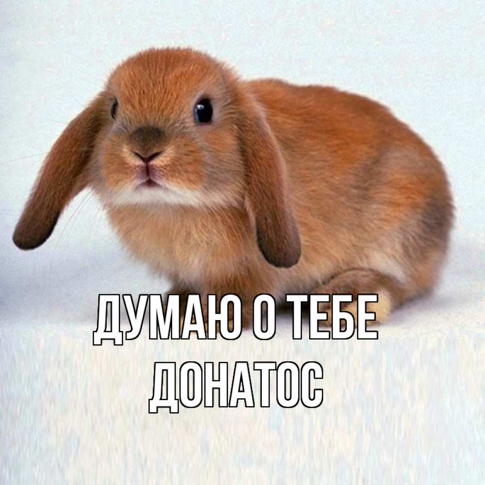 Открытка на каждый день с именем, Донатос Думаю о тебе кроль коричневый Прикольная открытка с пожеланием онлайн скачать бесплатно 