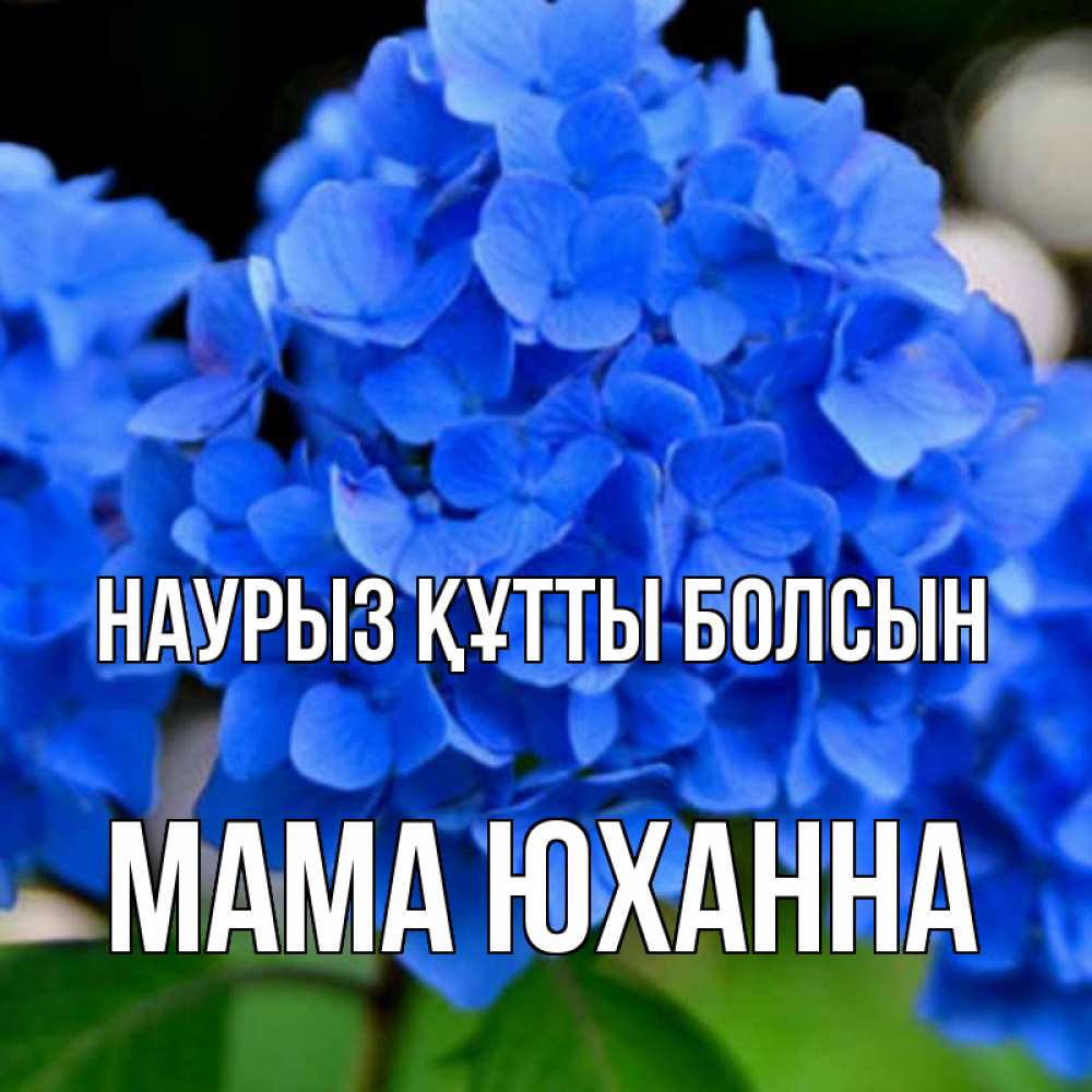 Открытка на каждый день с именем, Мама-Юханна Наурыз құтты болсын синие цветы Прикольная открытка с пожеланием онлайн скачать бесплатно 