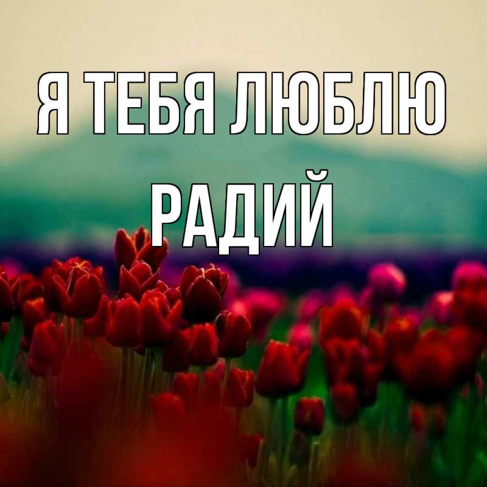 Открытка на каждый день с именем, Радий Я тебя люблю тюльпаны 4 Прикольная открытка с пожеланием онлайн скачать бесплатно 