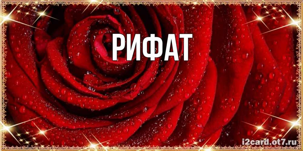Открытка на каждый день с именем, Рифат Главная роса на розе блестящая в лучах солнца Прикольная открытка с пожеланием онлайн скачать бесплатно 