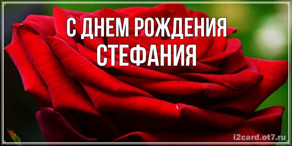 Открытка на каждый день с именем, Стефания С днем рождения розочка очень красивая Прикольная открытка с пожеланием онлайн скачать бесплатно 