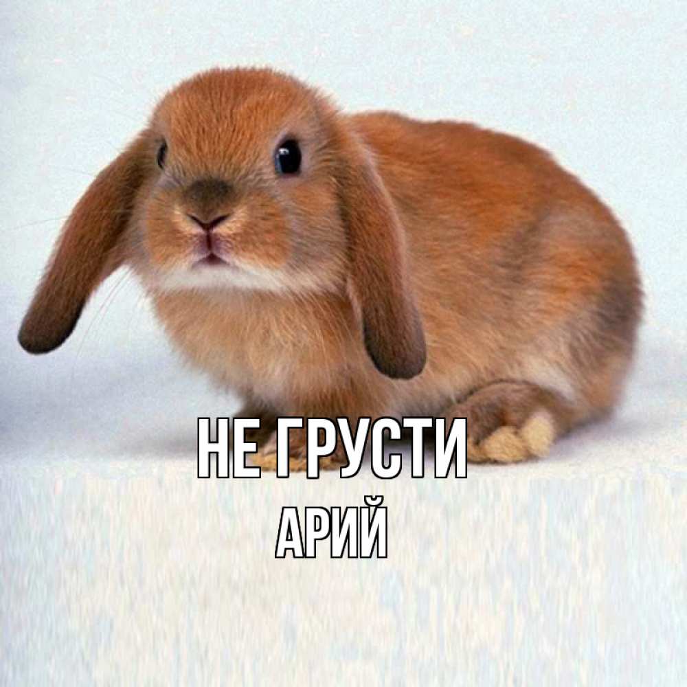 Открытка на каждый день с именем, Арий Не грусти вислоухий рыжий кролик Прикольная открытка с пожеланием онлайн скачать бесплатно 